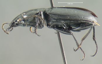 Media type: image;   Entomology 33039 Aspect: habitus lateral view